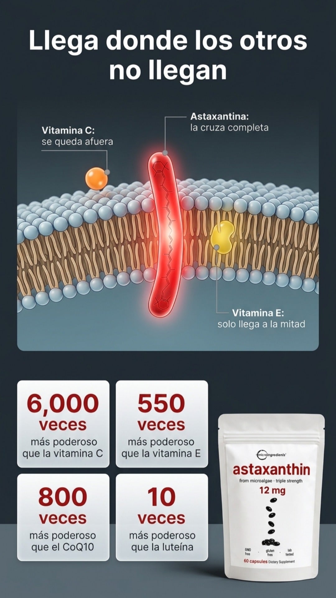 La astaxantina atraviesa la membrana celular completa mientras la vitamina C se queda afuera